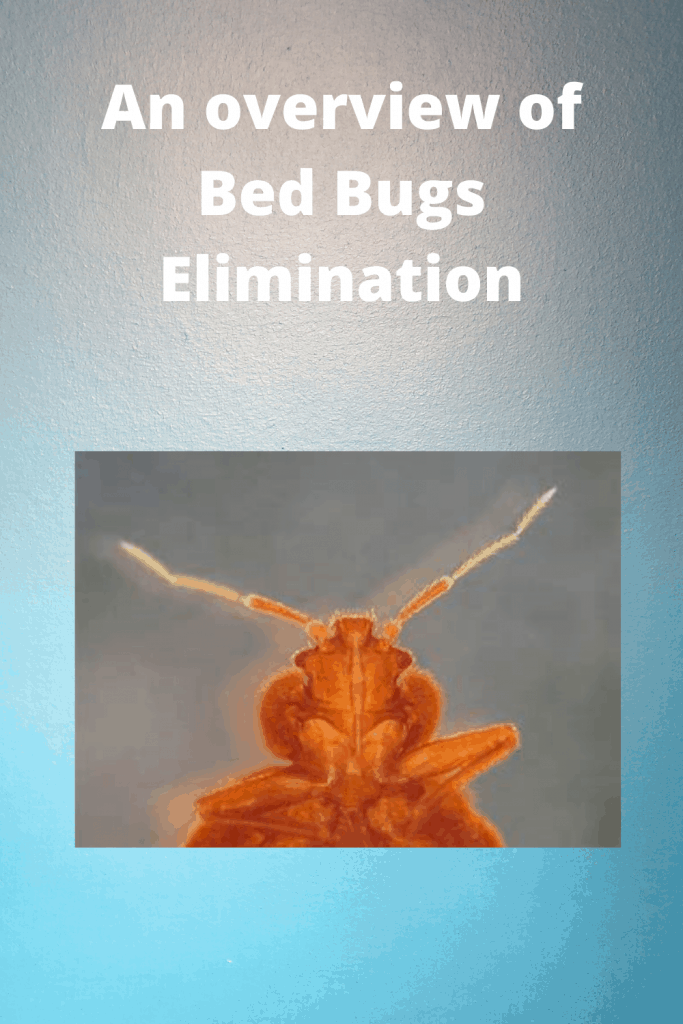 Bed Bugs Elimination