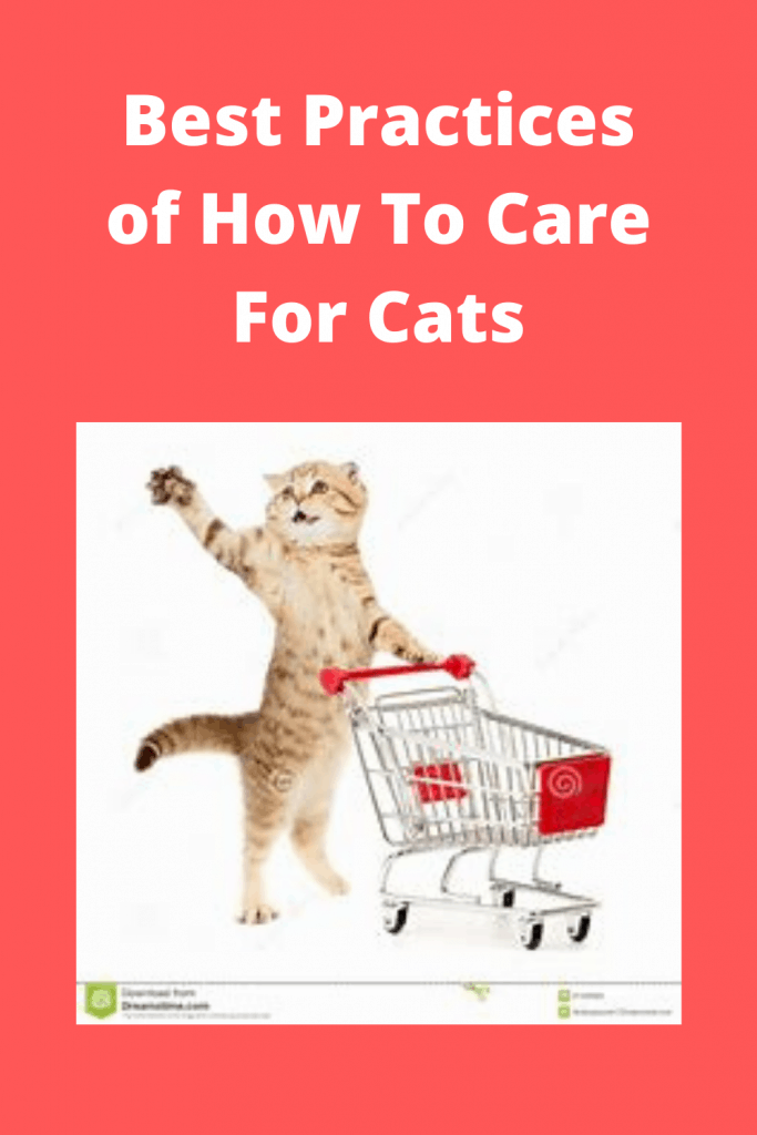 Best Practices of How To Care For Cats