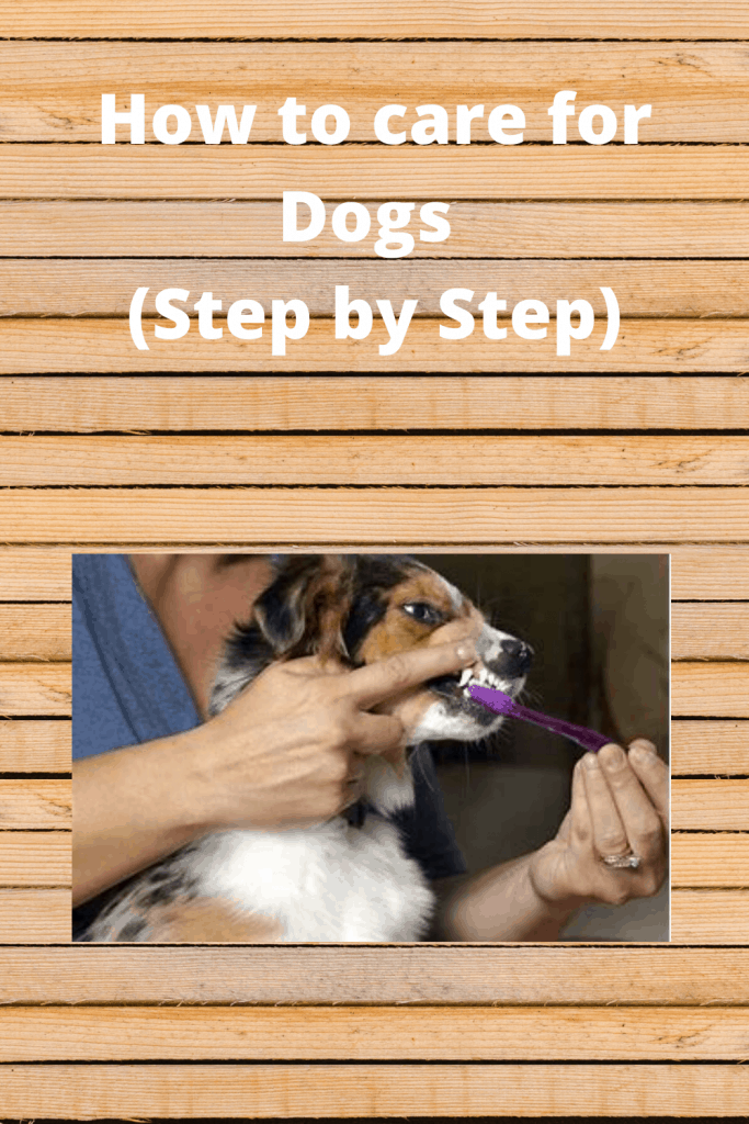 How to care for Dogs (Step by Step)