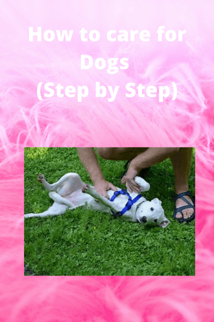 How to care for Dogs (Step by Step) easily