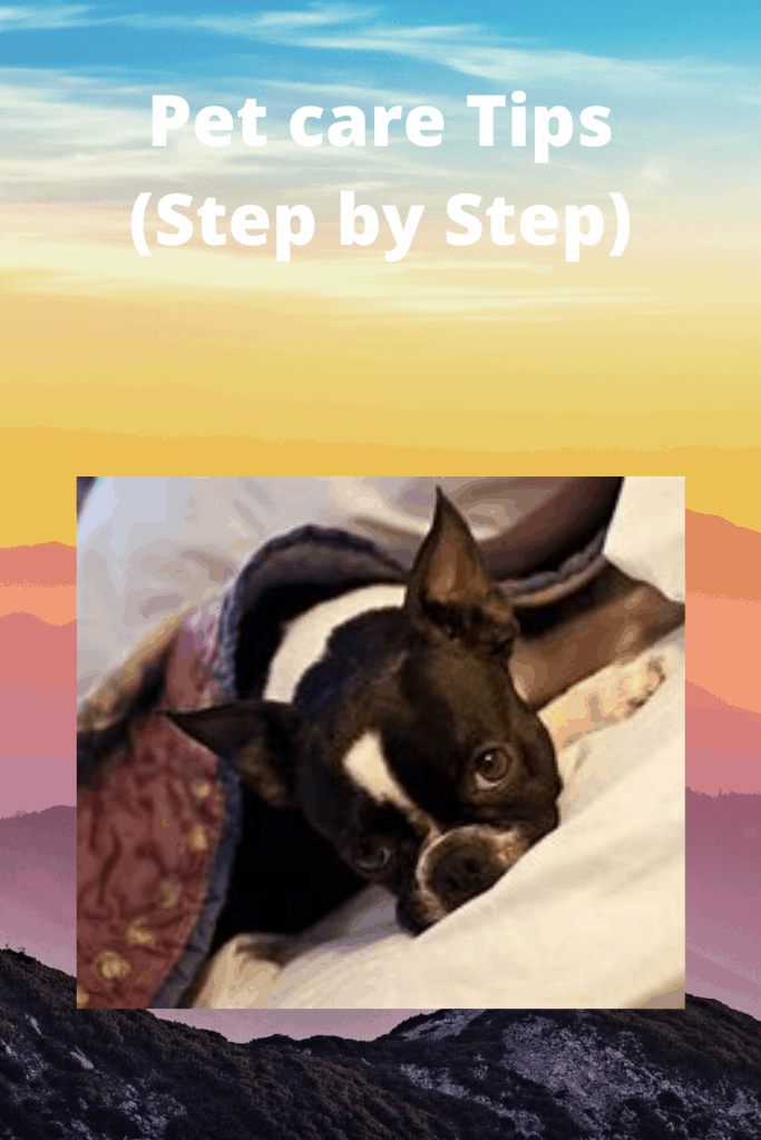 Pet care Tips (Step by Step) 1
