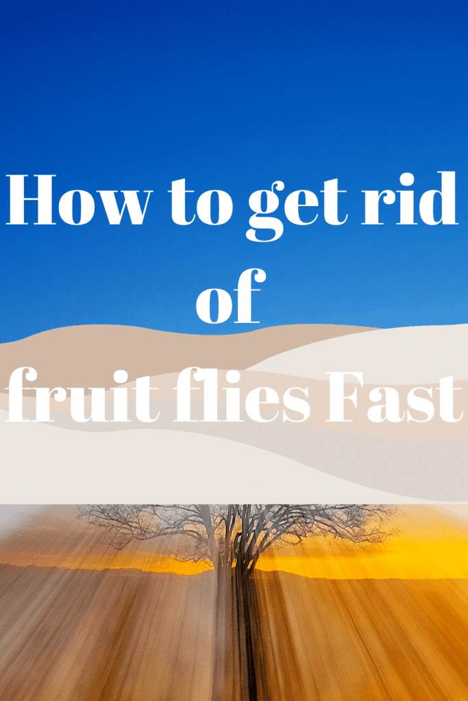 How to get rid of fruit flies Fast 3