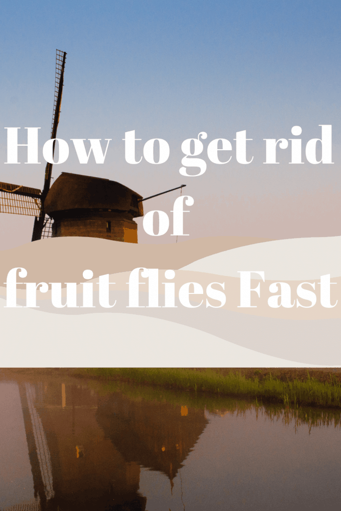 How to get rid of fruit flies Fast 2