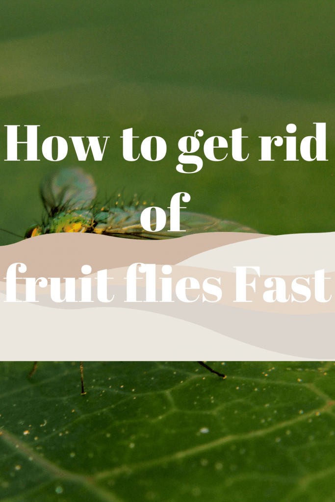 How to get rid of fruit flies Fast 1