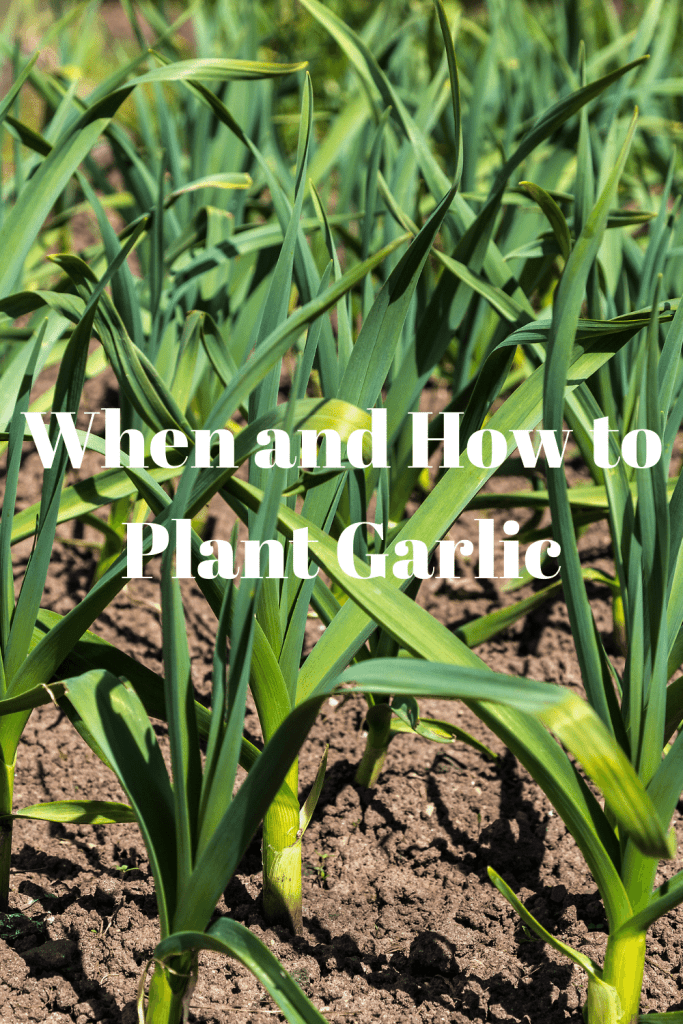 When and How to Plant Garlic 3