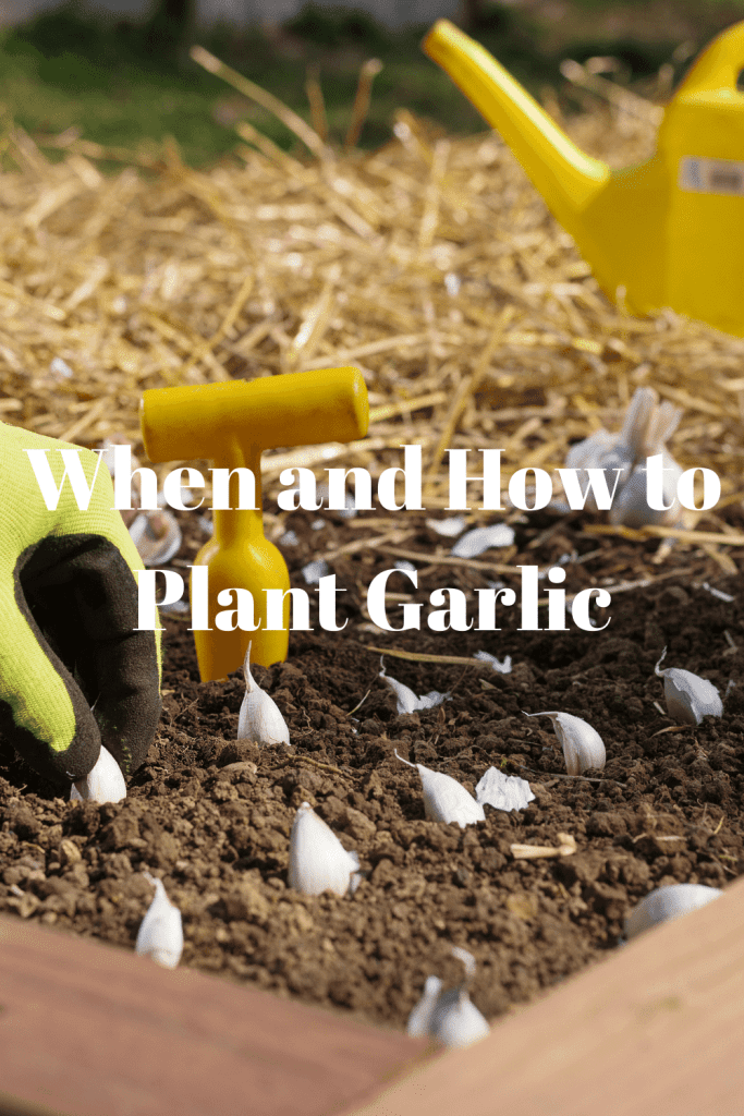 When and How to Plant Garlic 2