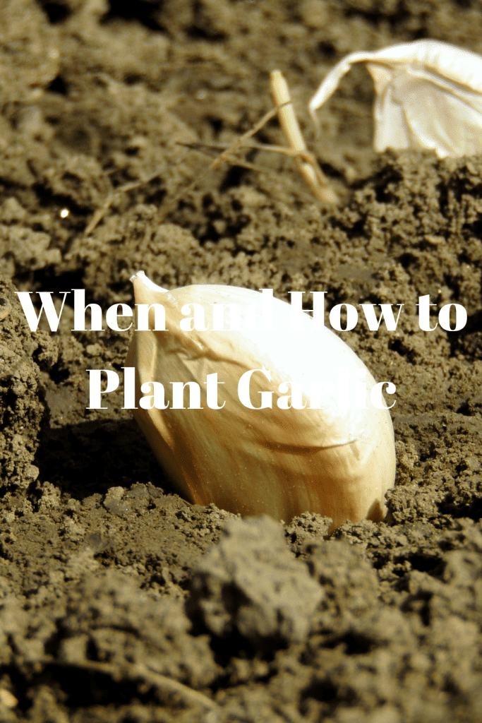 When and How to Plant Garlic 4