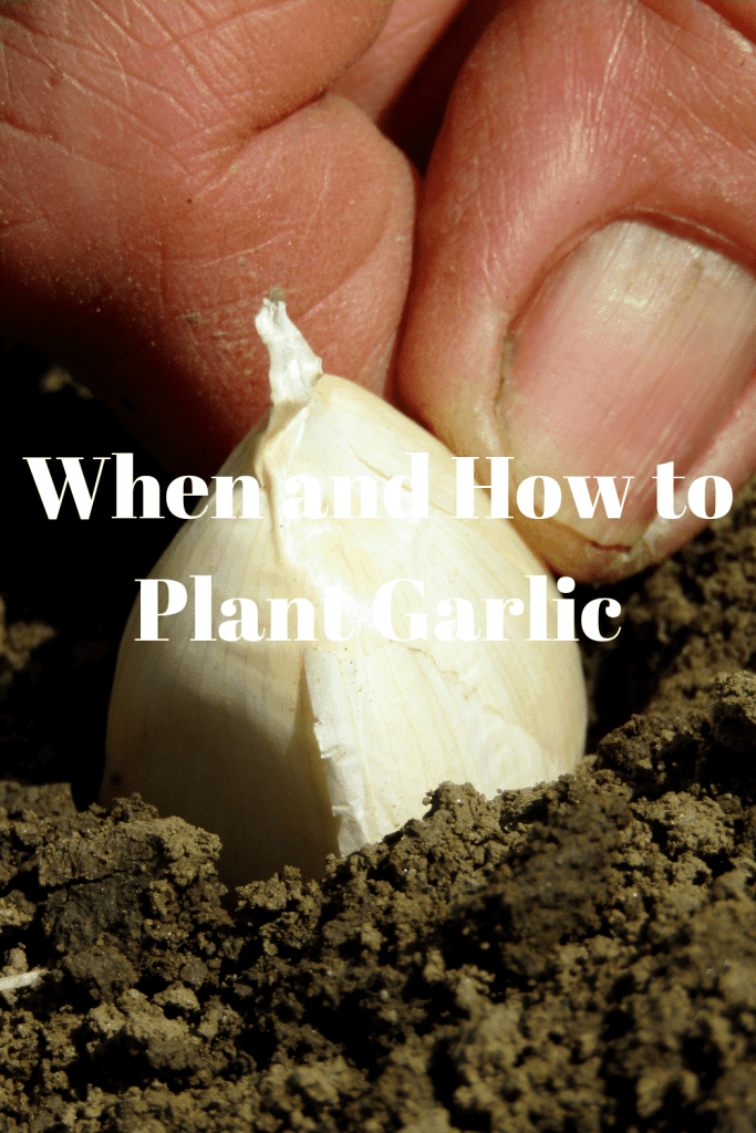 When and How to Plant Garlic 1