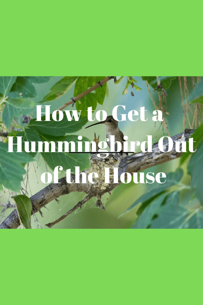 How to Get a Hummingbird Out