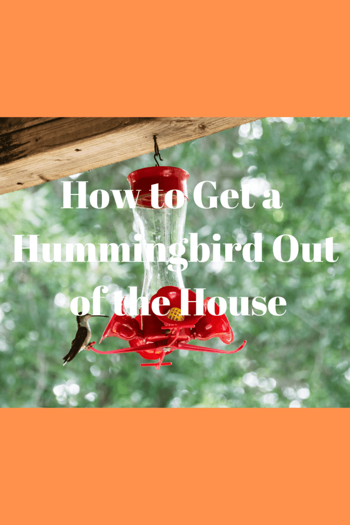 How to Get a Hummingbird Out of the House