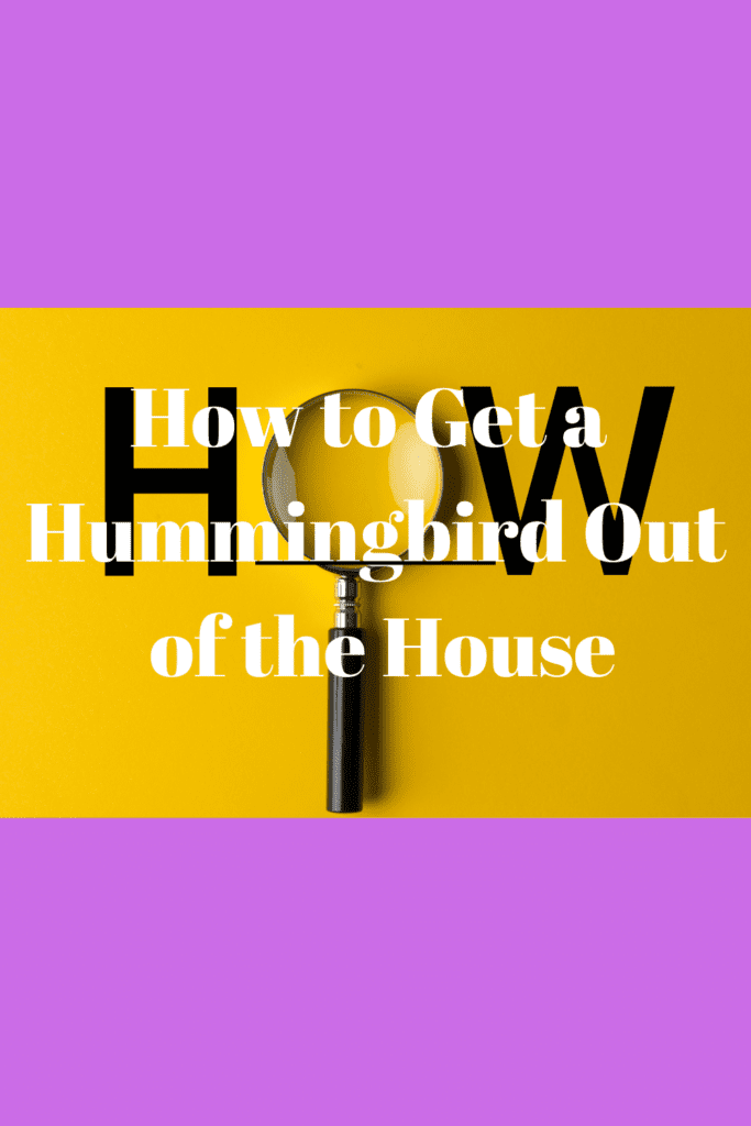 How to Get a Hummingbird Out of the House 1